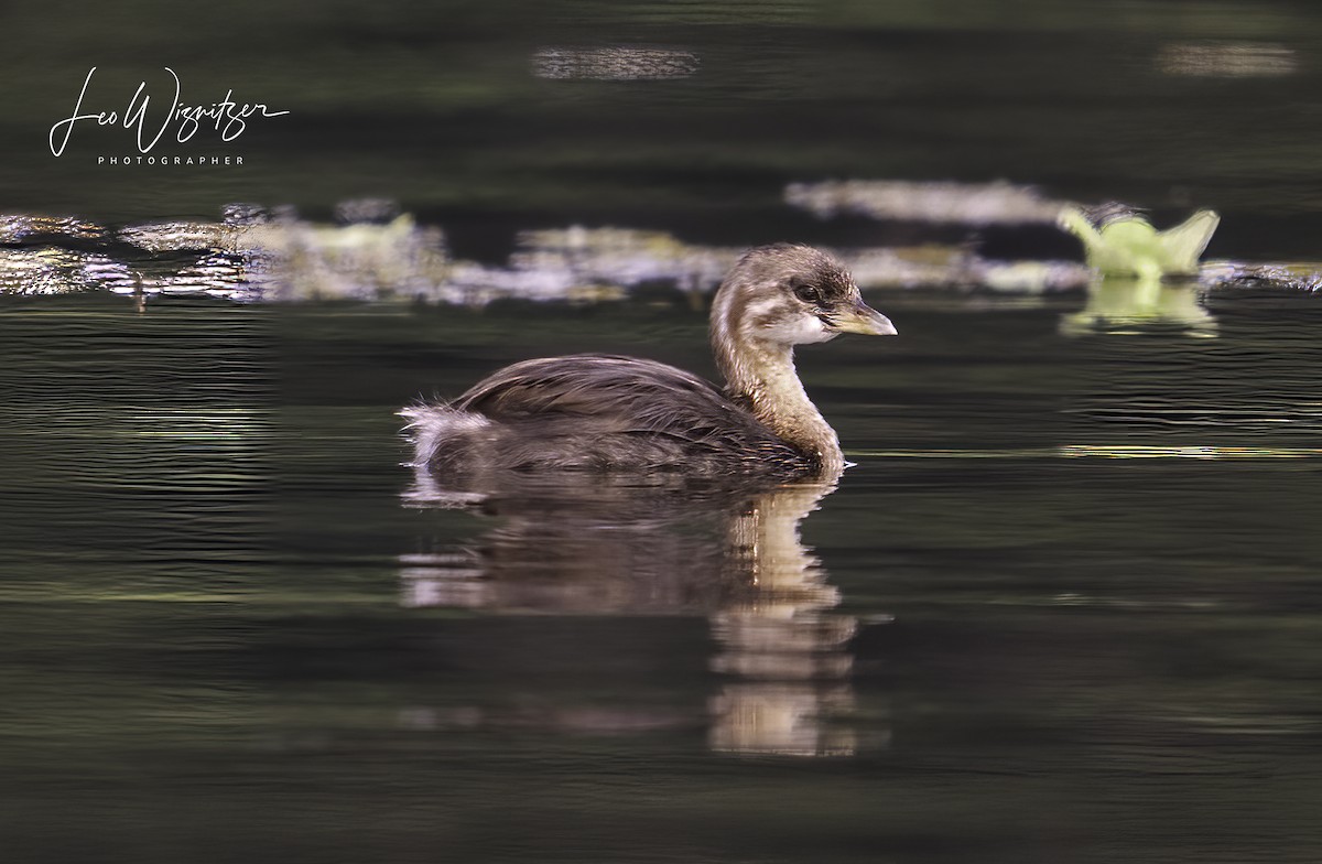 Pied-billed Grebe - ML623156330