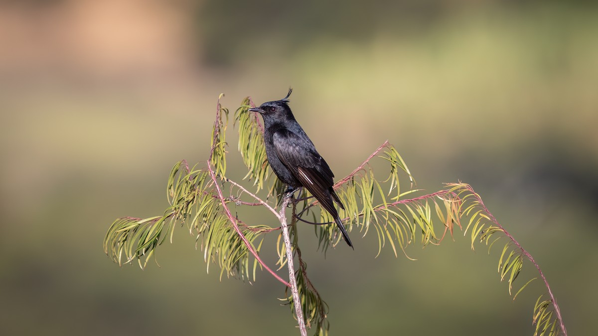 Crested Black-Tyrant - ML623156339