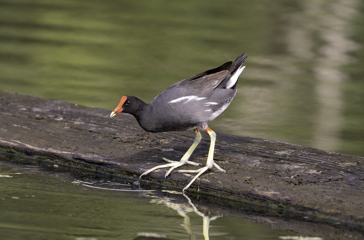 Common Gallinule - ML623156340