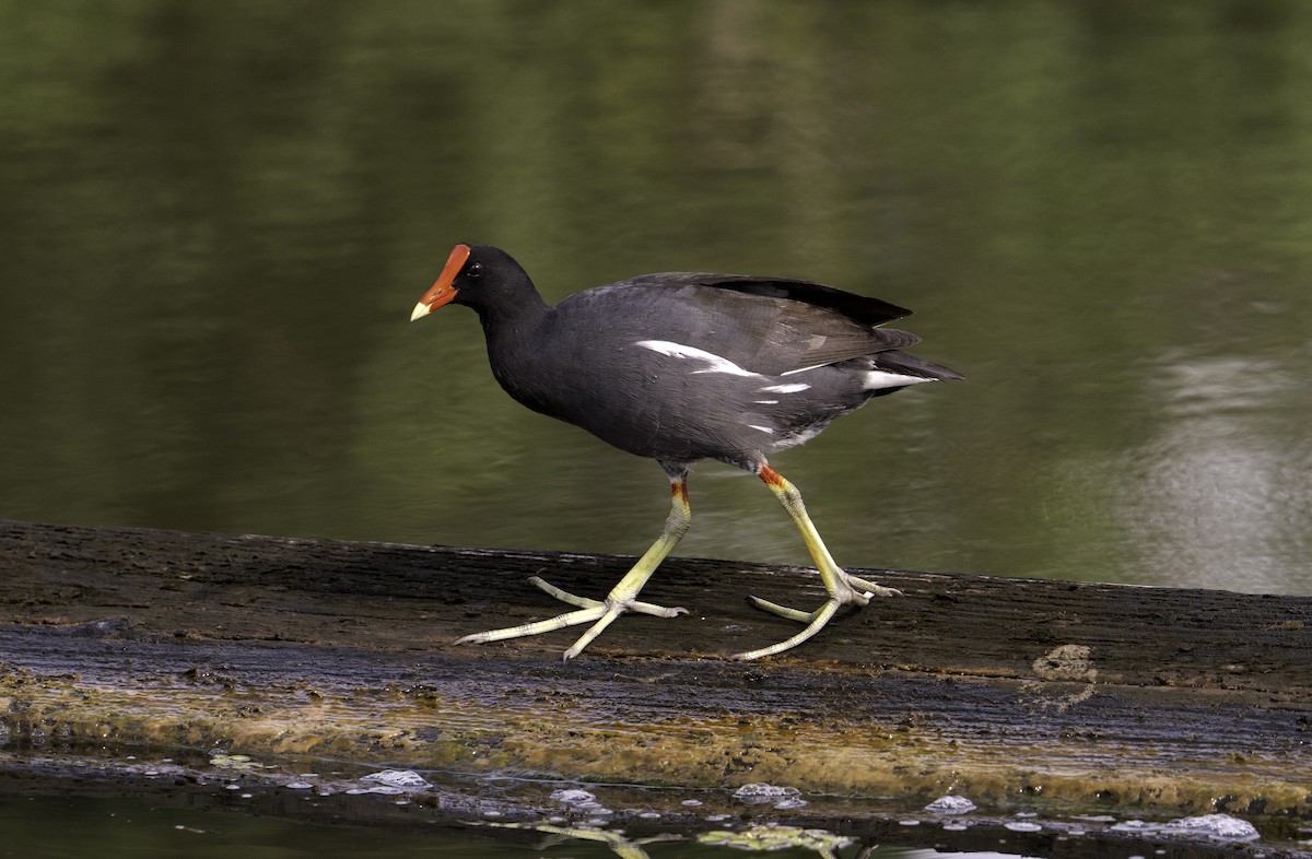 Common Gallinule - ML623156341