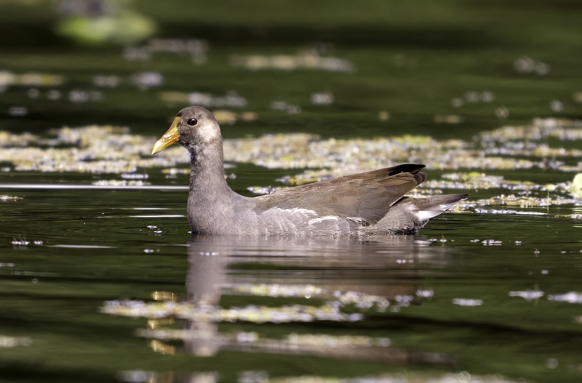 Common Gallinule - ML623156346