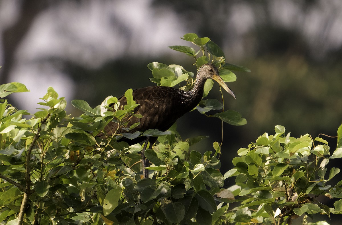 Limpkin - Leo Wiznitzer