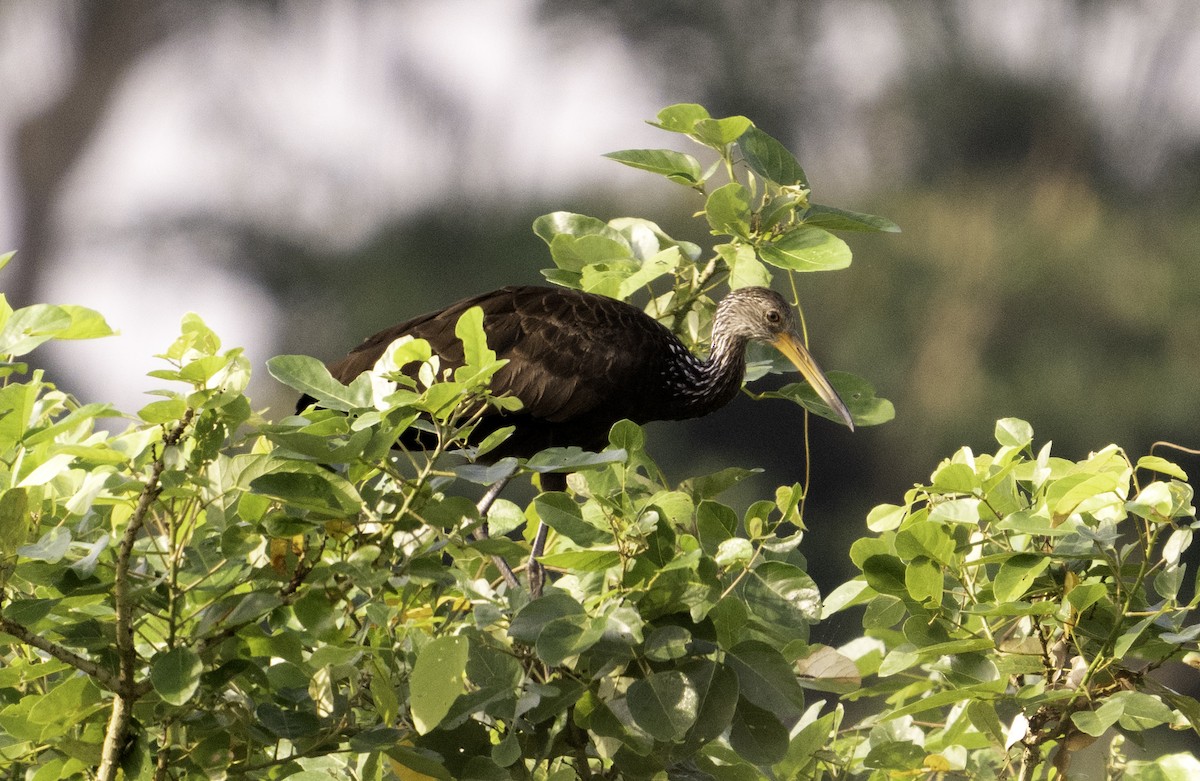 Limpkin - Leo Wiznitzer