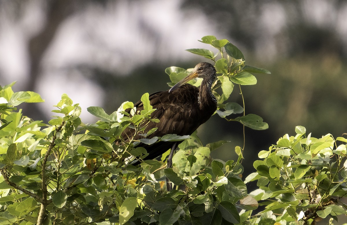 Limpkin - ML623156356