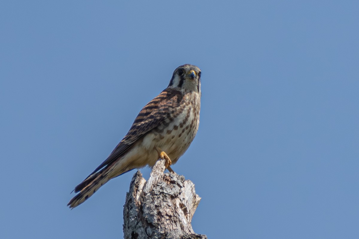 American Kestrel - ML623156364