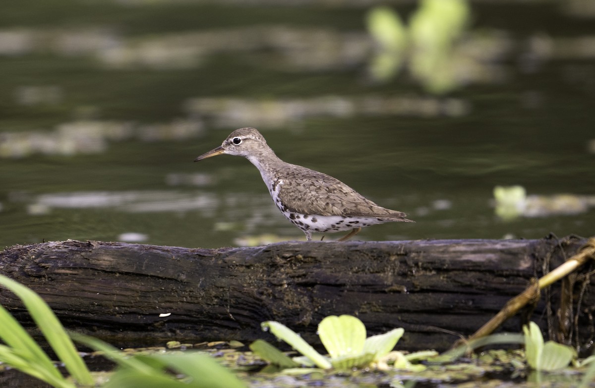 Spotted Sandpiper - ML623156365