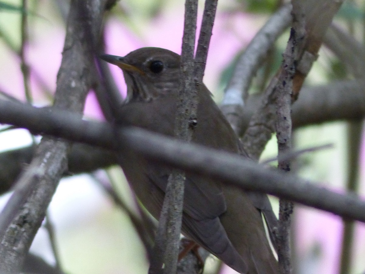 Gray-cheeked/Bicknell's Thrush - ML623156367