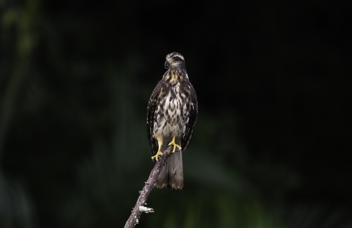 Snail Kite - ML623156385