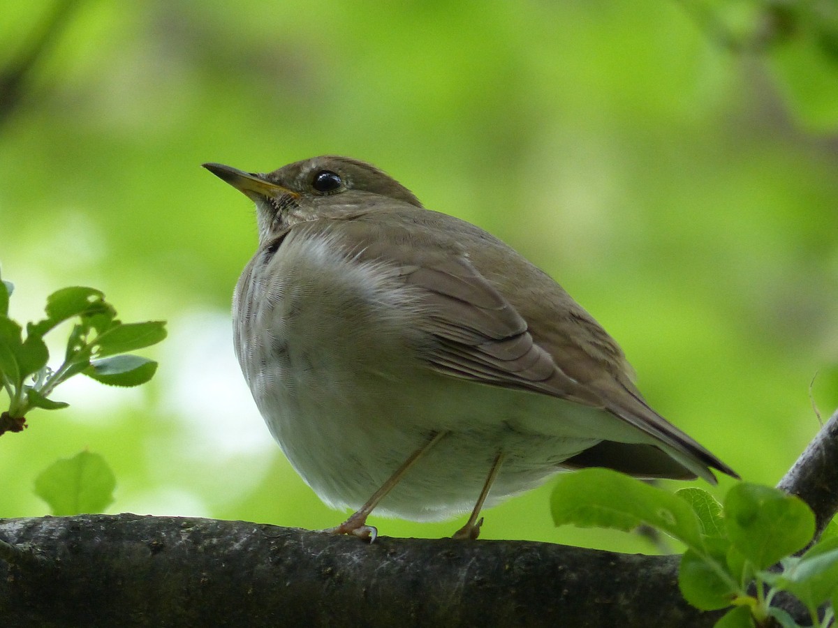 Gray-cheeked/Bicknell's Thrush - ML623156387