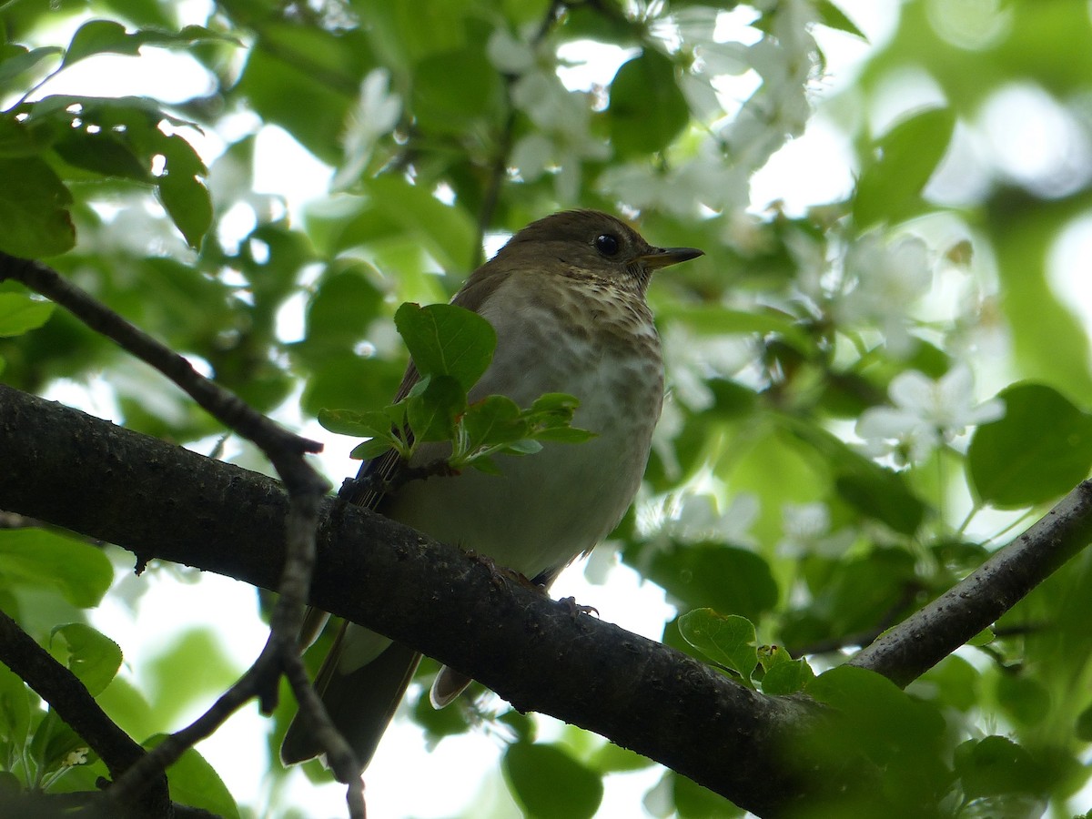 Gray-cheeked/Bicknell's Thrush - ML623156406