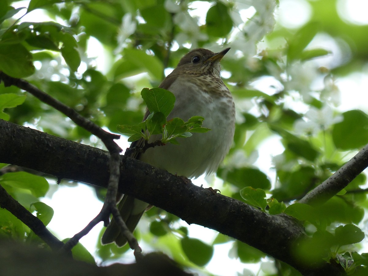 Gray-cheeked/Bicknell's Thrush - ML623156411