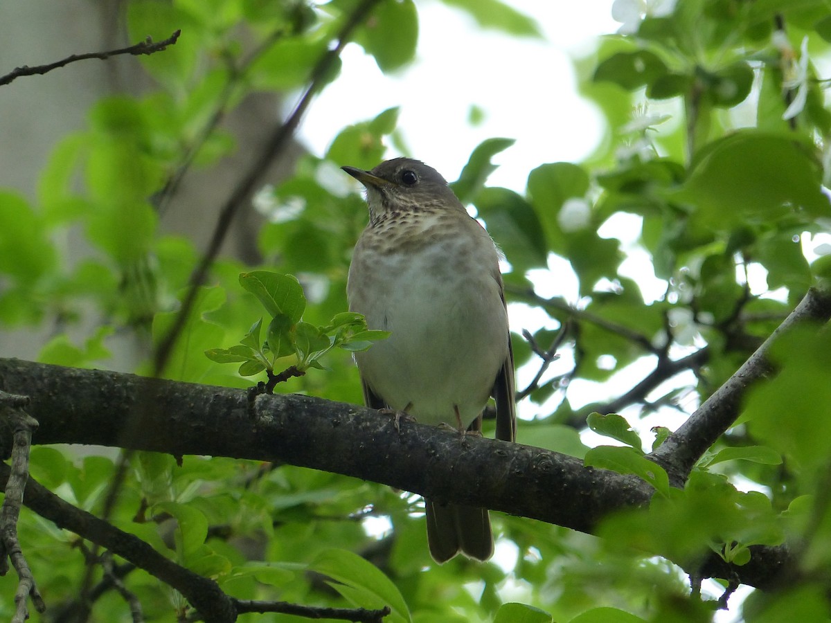 Gray-cheeked/Bicknell's Thrush - ML623156419