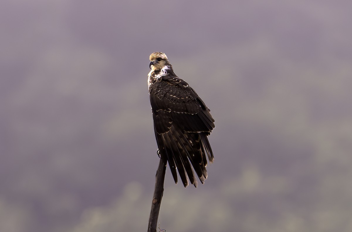 Snail Kite - ML623156420