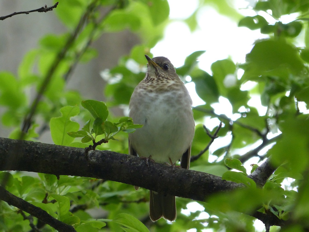 Gray-cheeked/Bicknell's Thrush - ML623156424