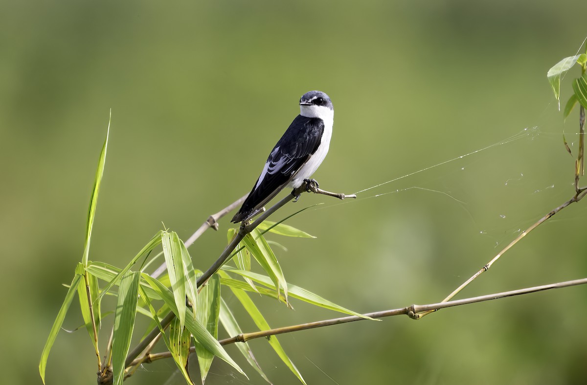 Mangrove Swallow - ML623156433