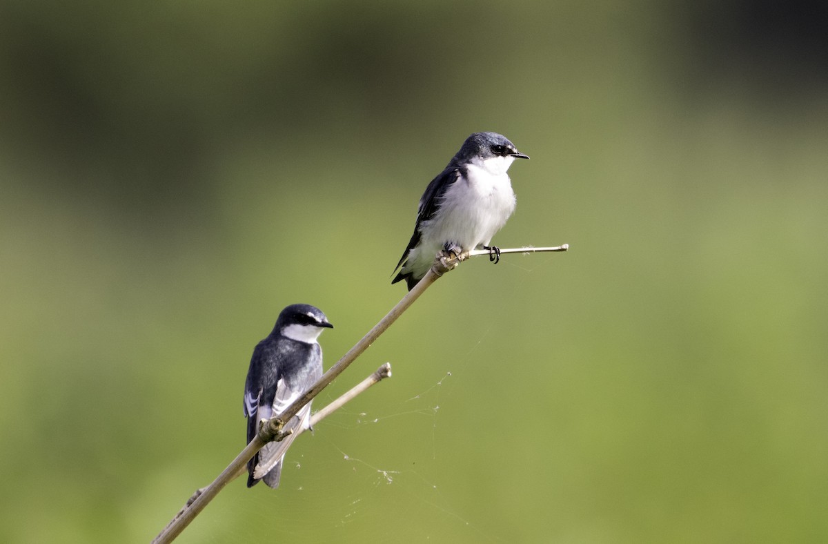 Mangrove Swallow - ML623156436