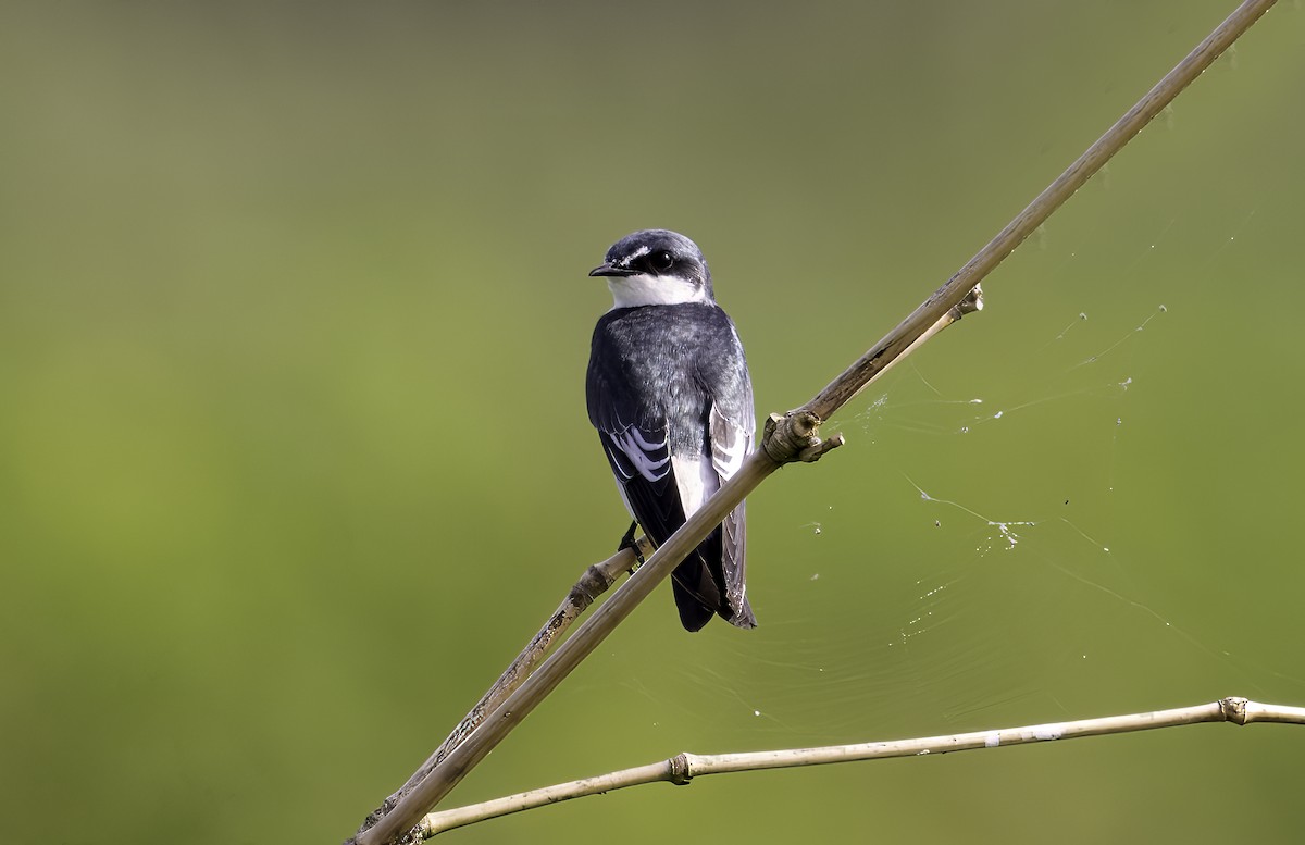 Mangrove Swallow - ML623156437