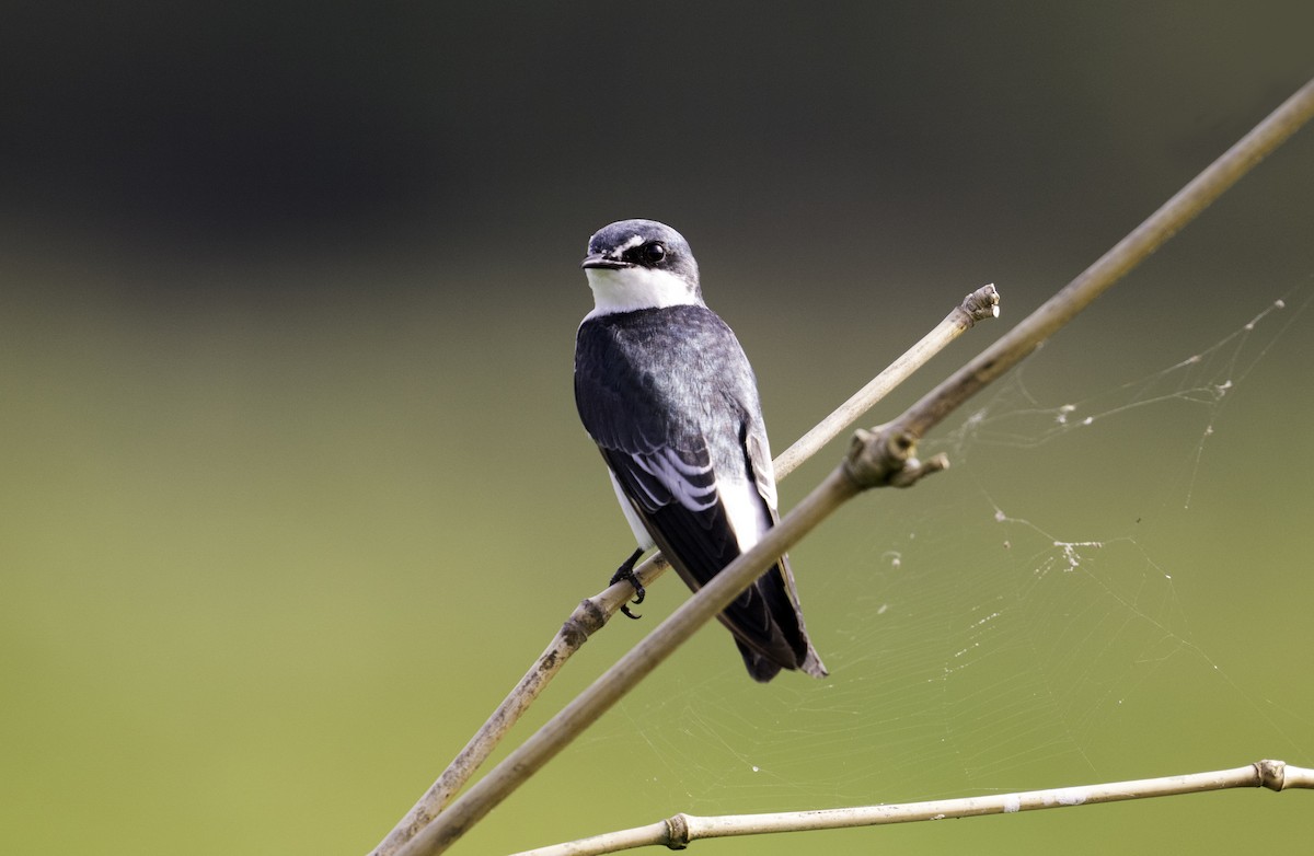 Mangrove Swallow - ML623156439