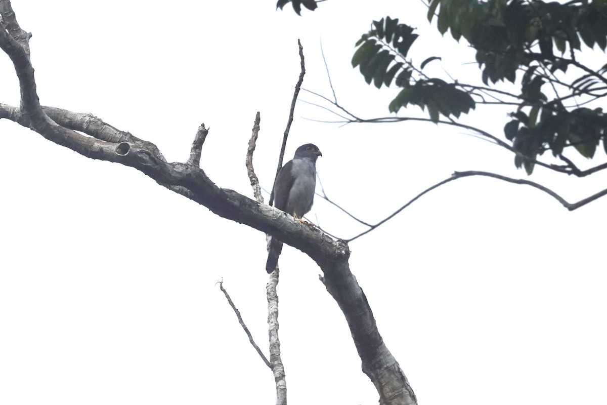 Rufous-thighed Kite - ML623156468