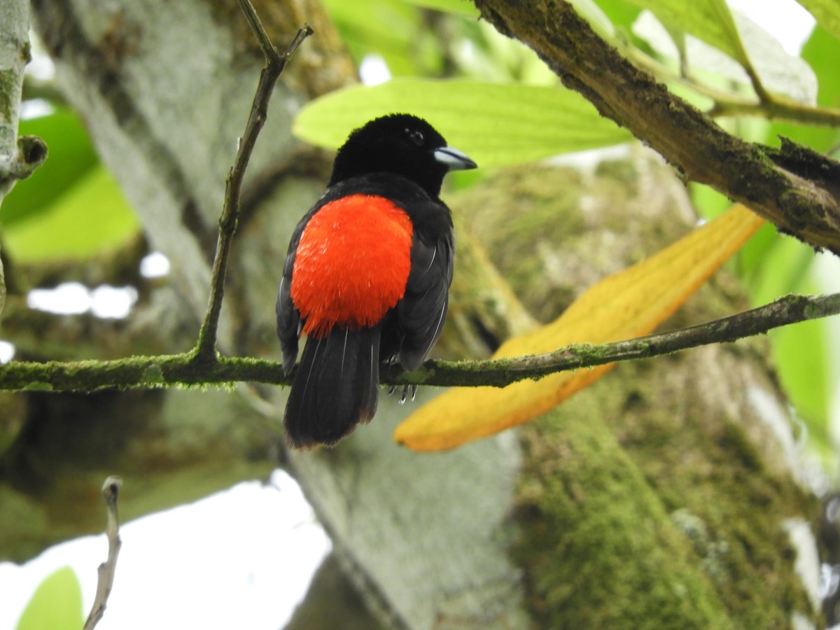 Scarlet-rumped Tanager - ML623156536