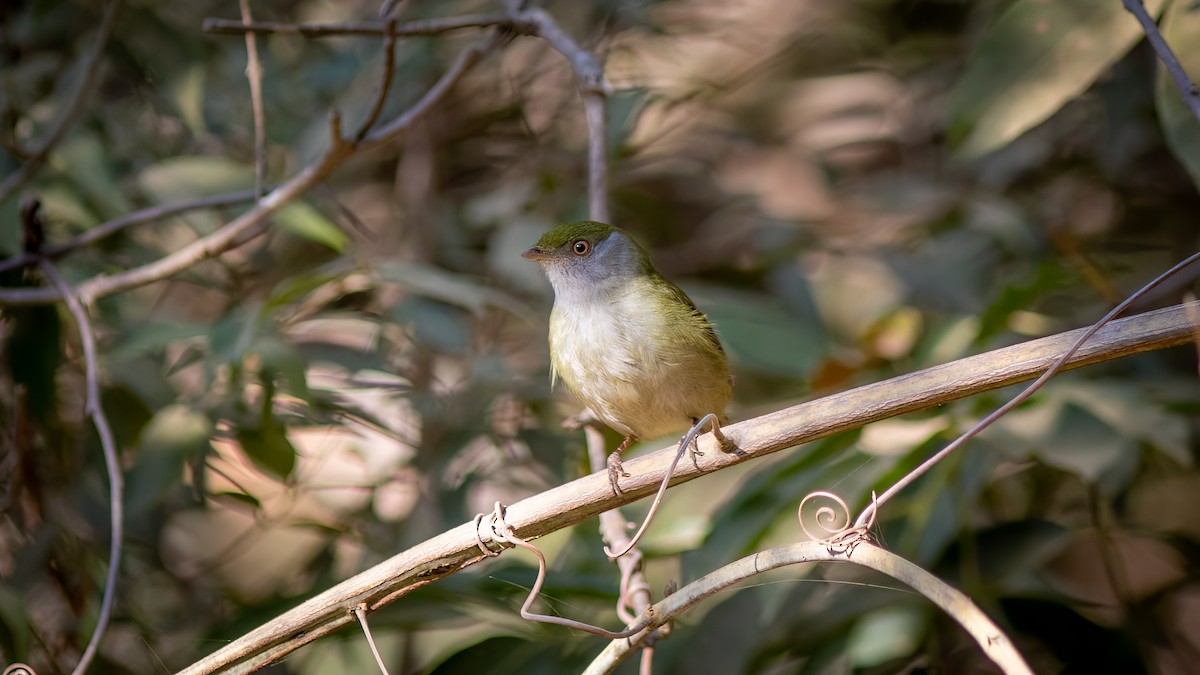 Pin-tailed Manakin - Diego Murta