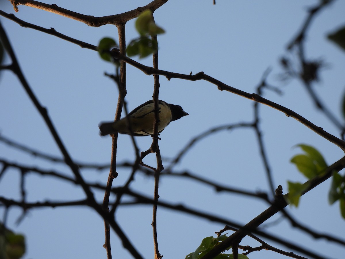 Dubois's Seedeater - ML623156715