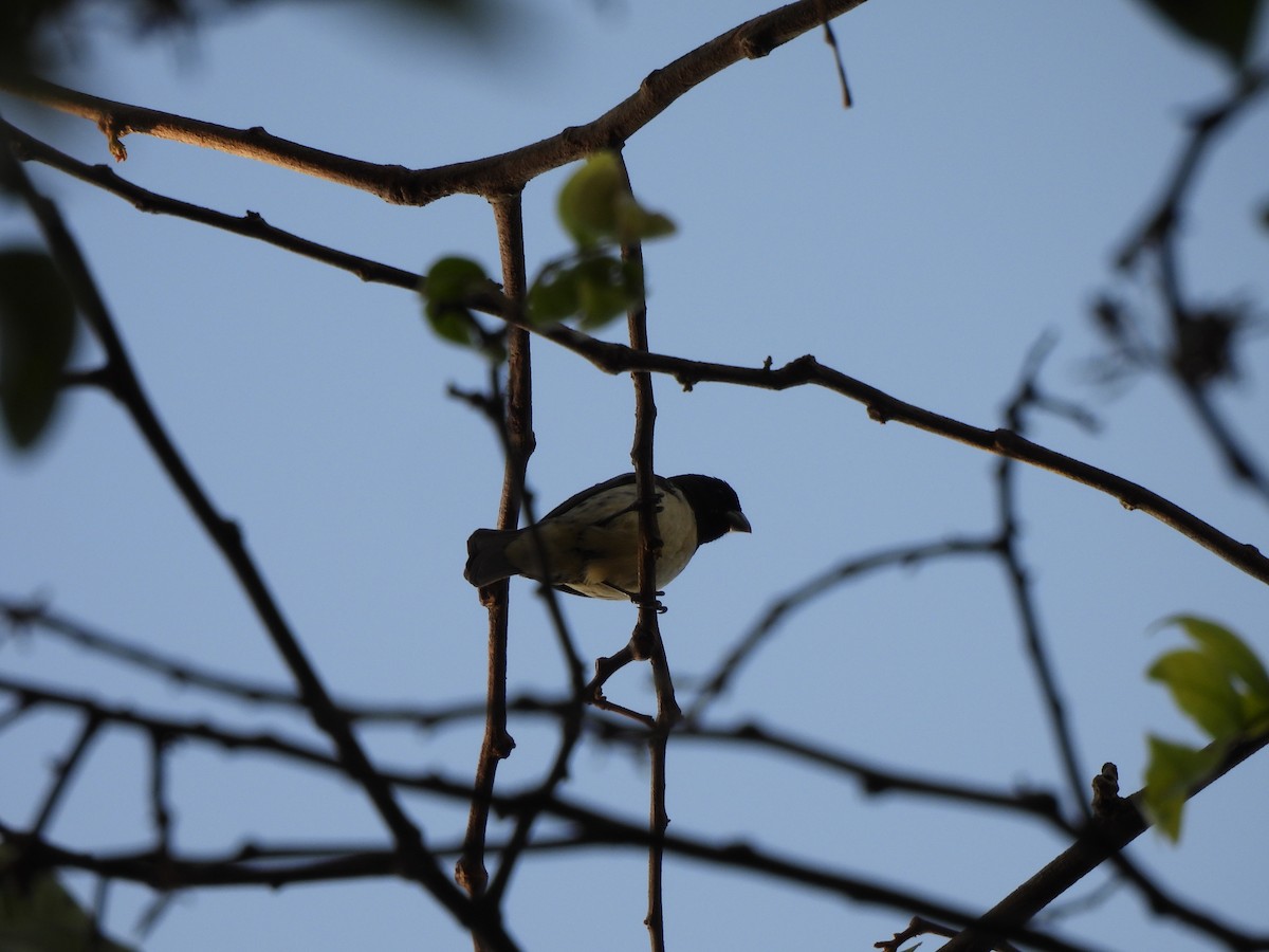 Dubois's Seedeater - ML623156716