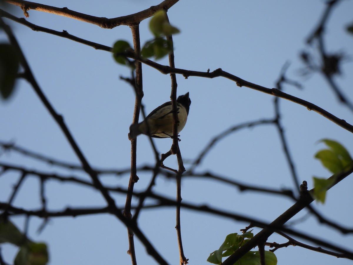 Dubois's Seedeater - ML623156717