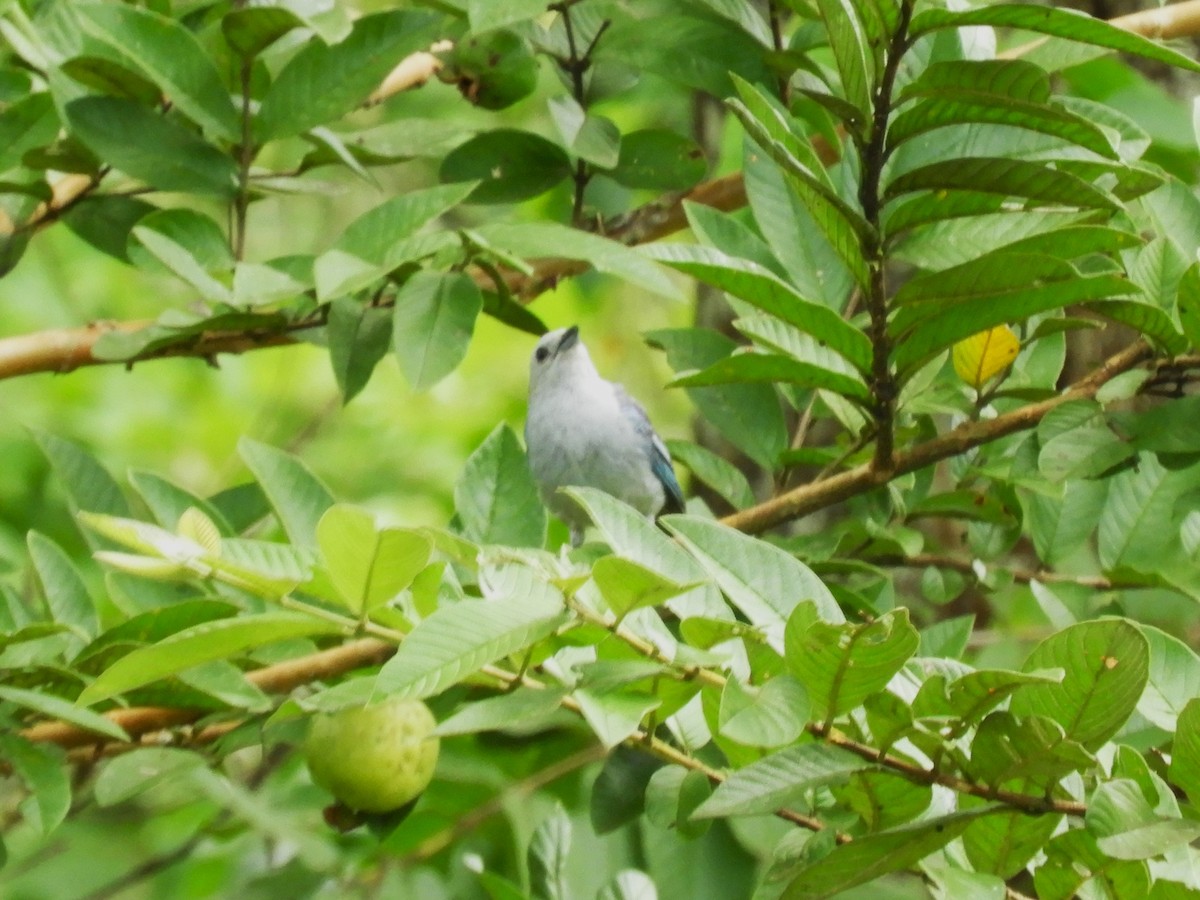 Blue-gray Tanager - Maria Corriols