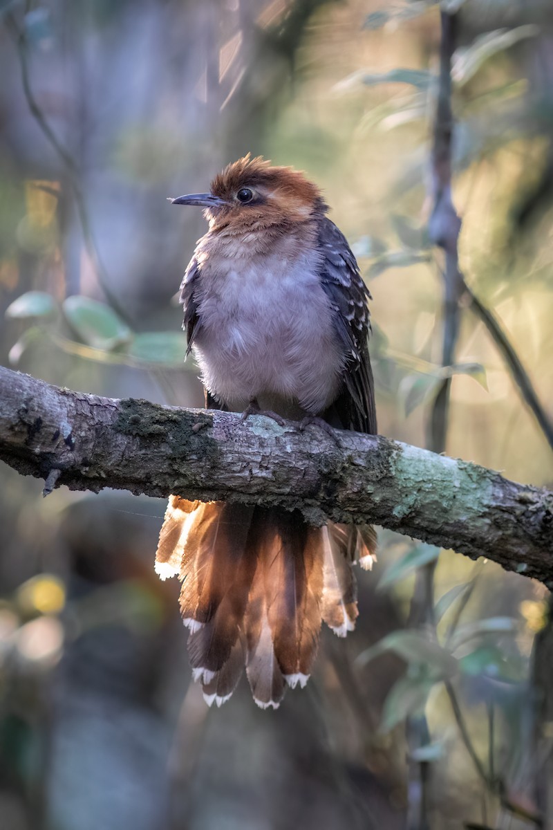 Pavonine Cuckoo - ML623156884