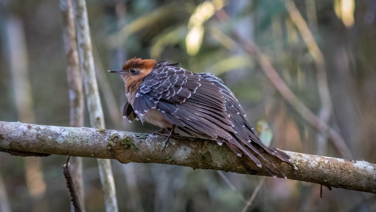 Pavonine Cuckoo - ML623156885