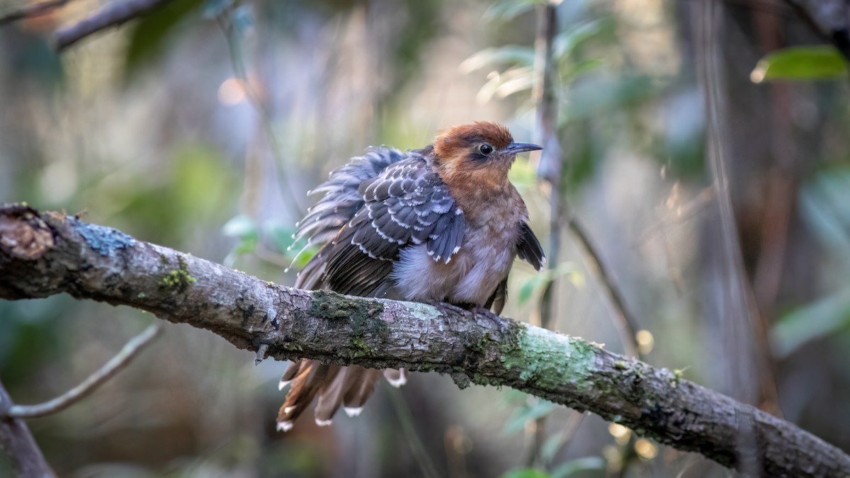 Pavonine Cuckoo - ML623156886