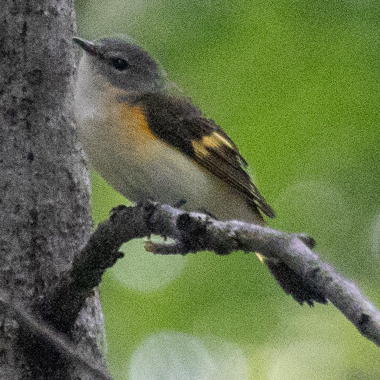 American Redstart - ML623156899