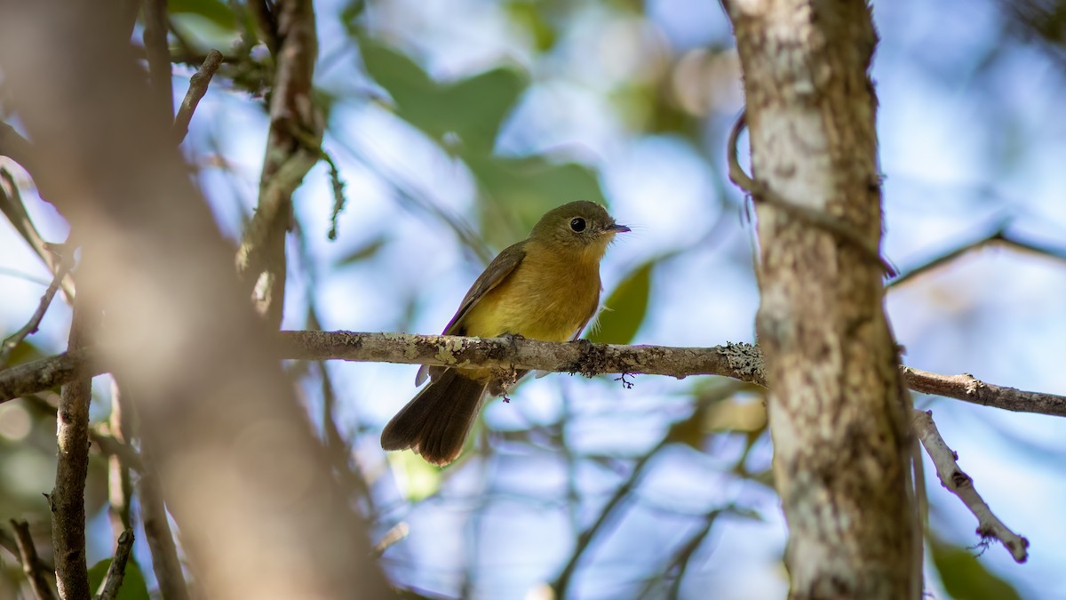 Whiskered Flycatcher - ML623156907