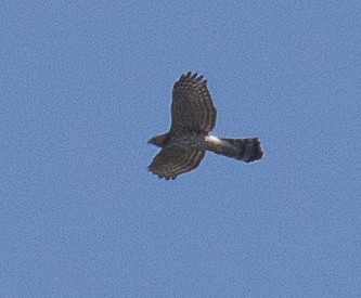 Cooper's Hawk - ML623156941