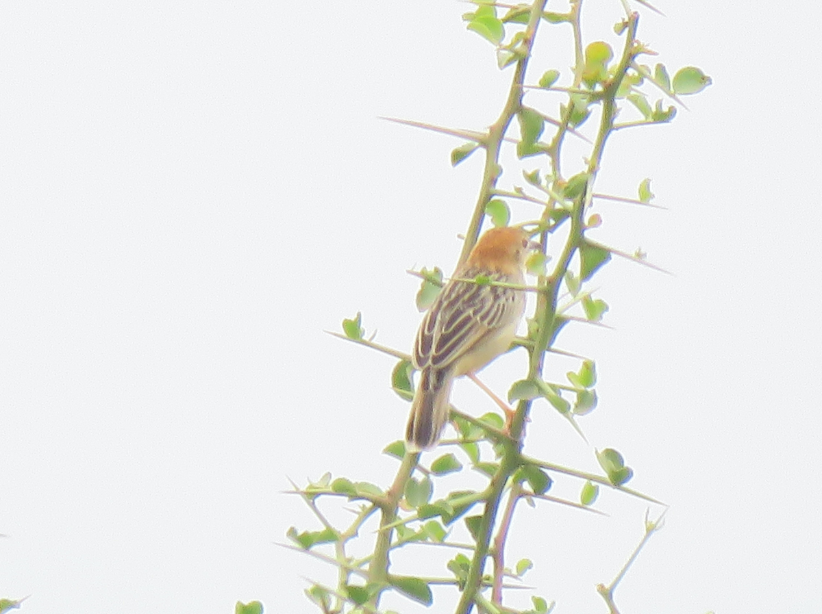 Stout Cisticola - Beniamino Tuliozi