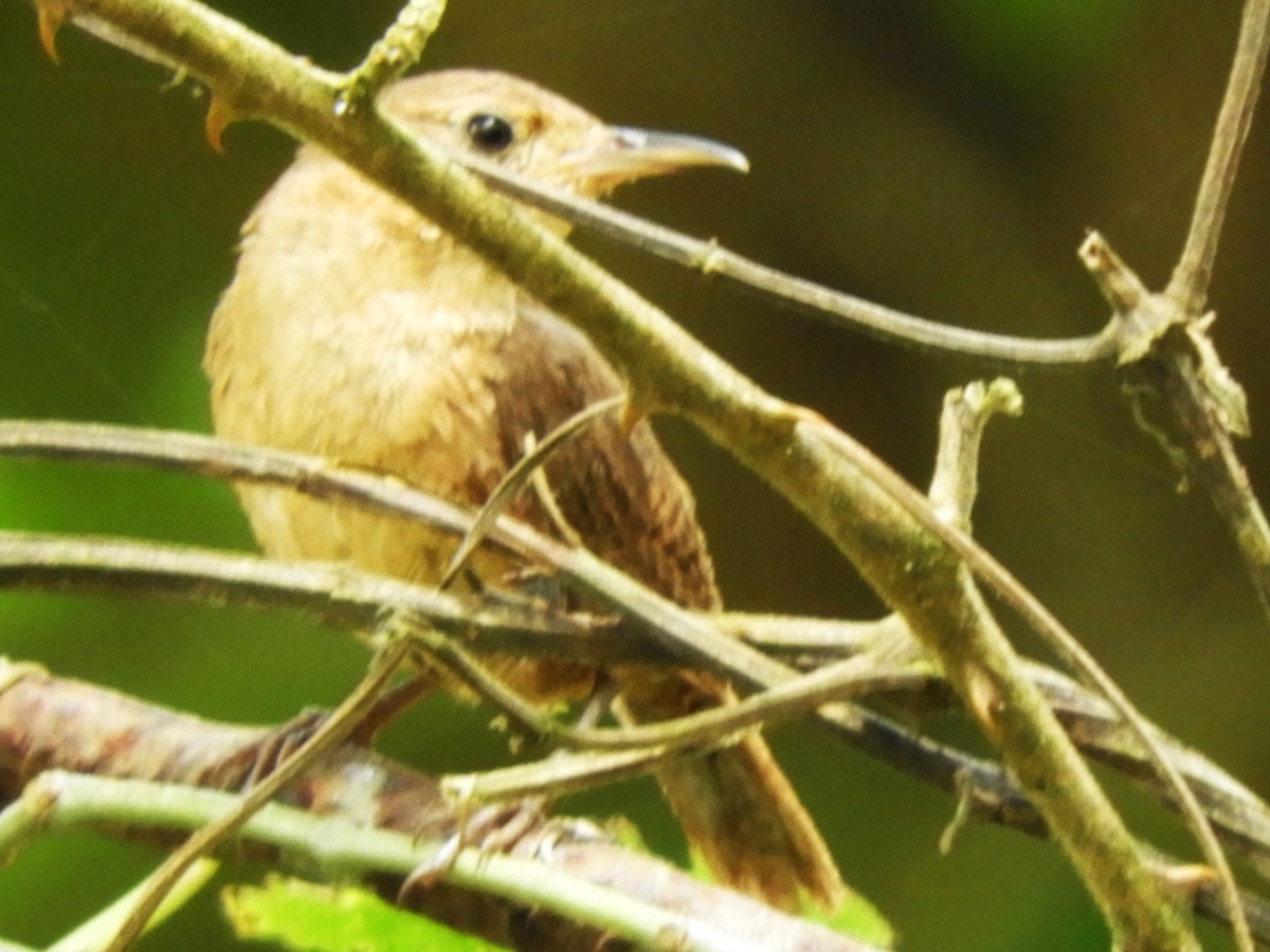 House Wren - ML623156965