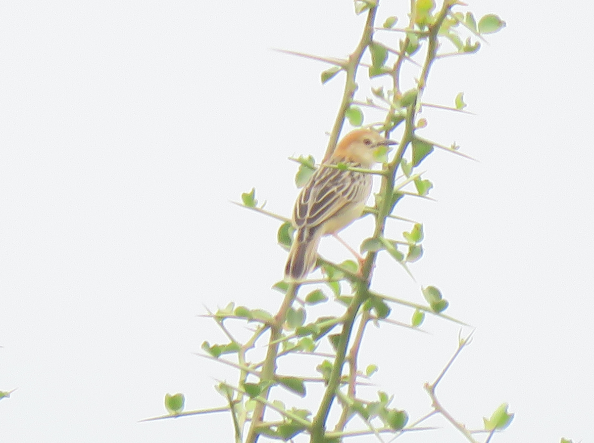 Stout Cisticola - ML623156988