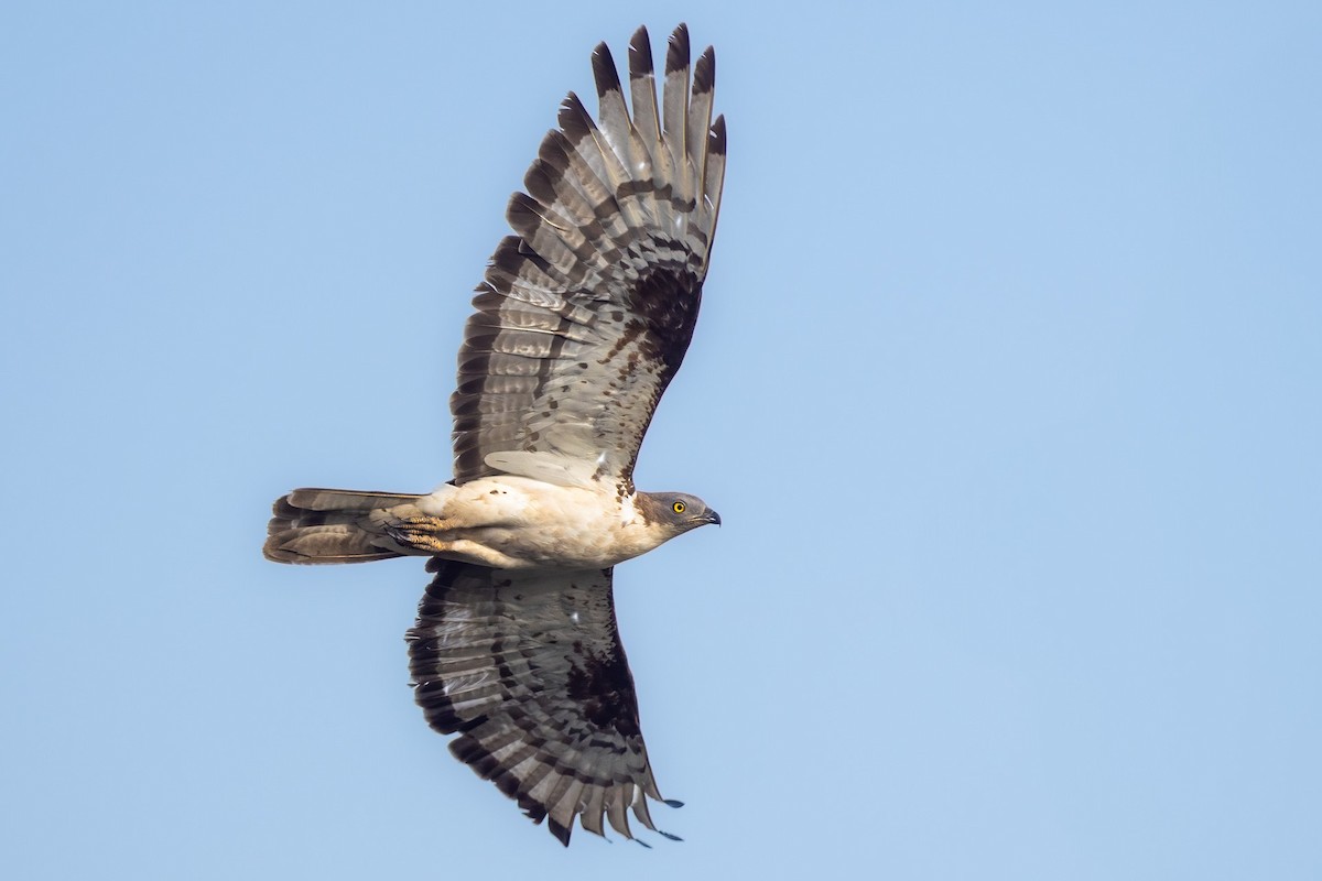 European Honey-buzzard - ML623156989