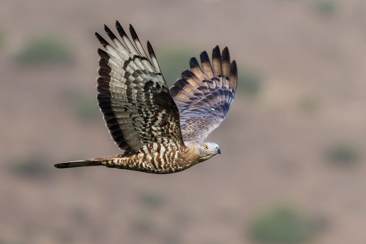 European Honey-buzzard - ML623156990