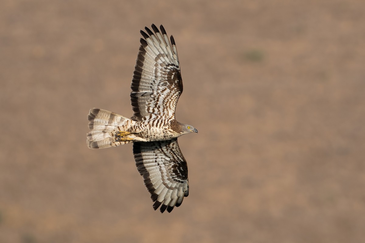 European Honey-buzzard - ML623156991