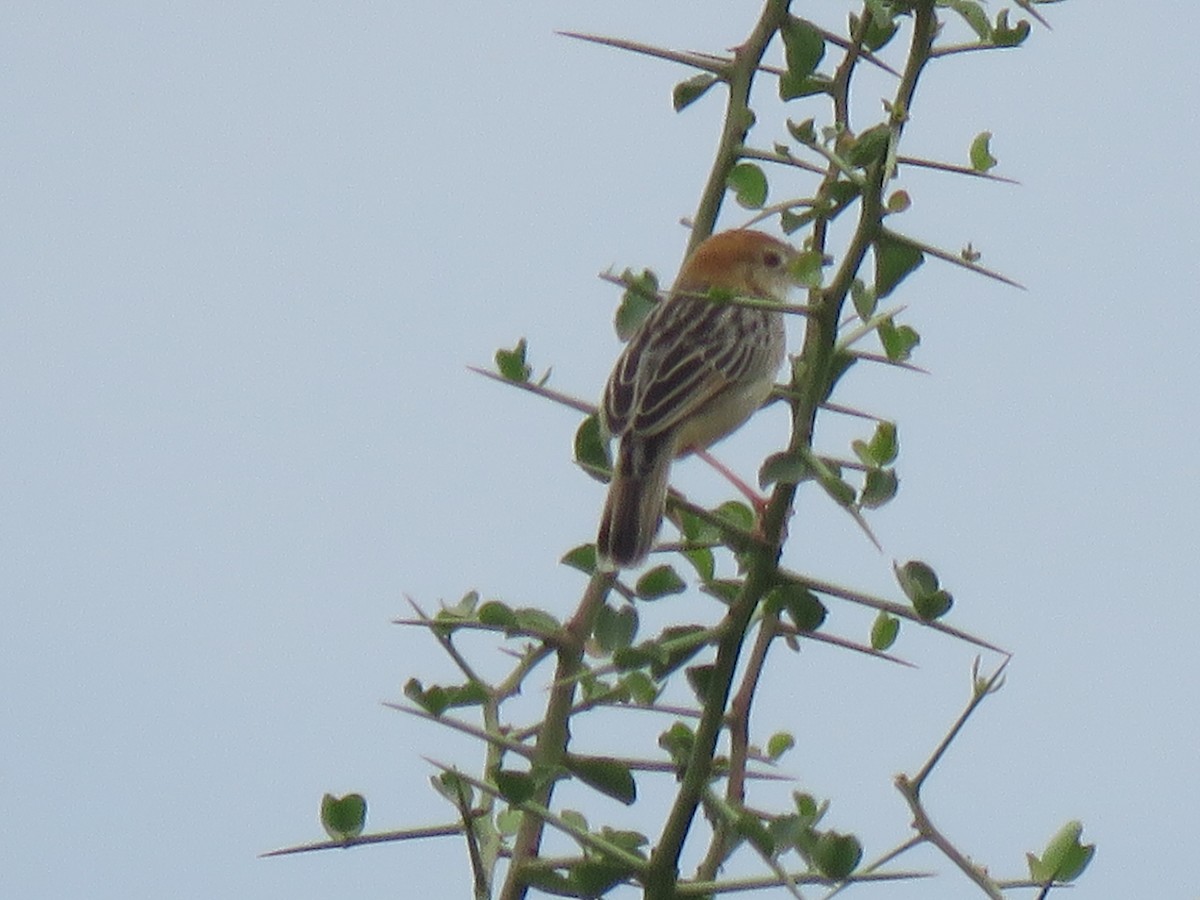 Stout Cisticola - ML623157003