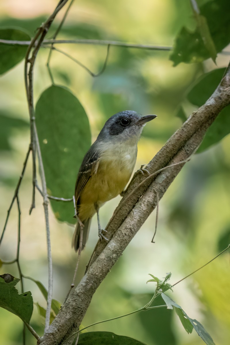 Plain Antvireo - ML623157023