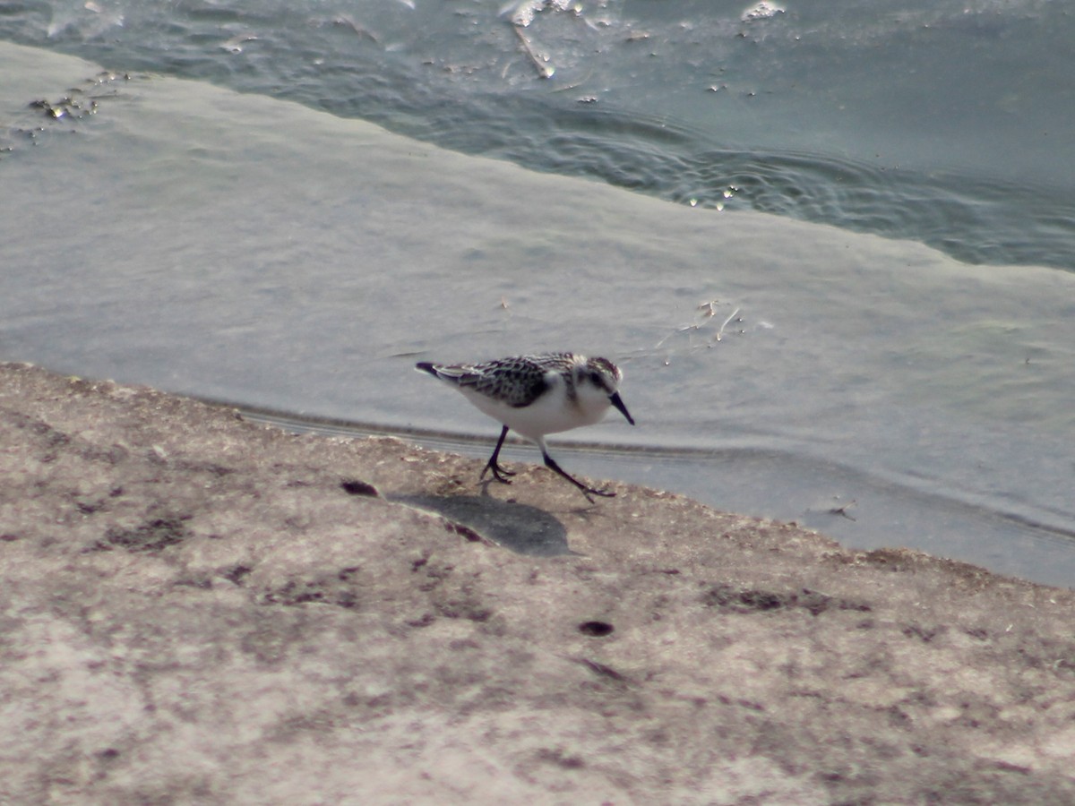 Bécasseau sanderling - ML623157131