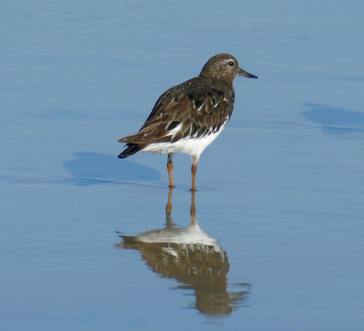 Black Turnstone - ML623157229