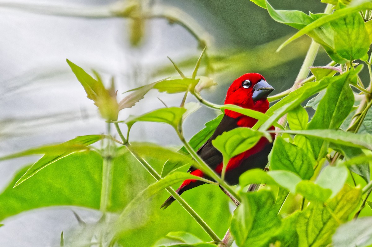 Black-bellied Seedcracker - FELIX-MARIE AFFA'A