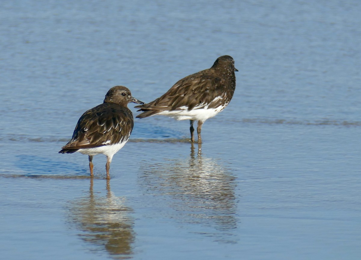 Black Turnstone - ML623157251