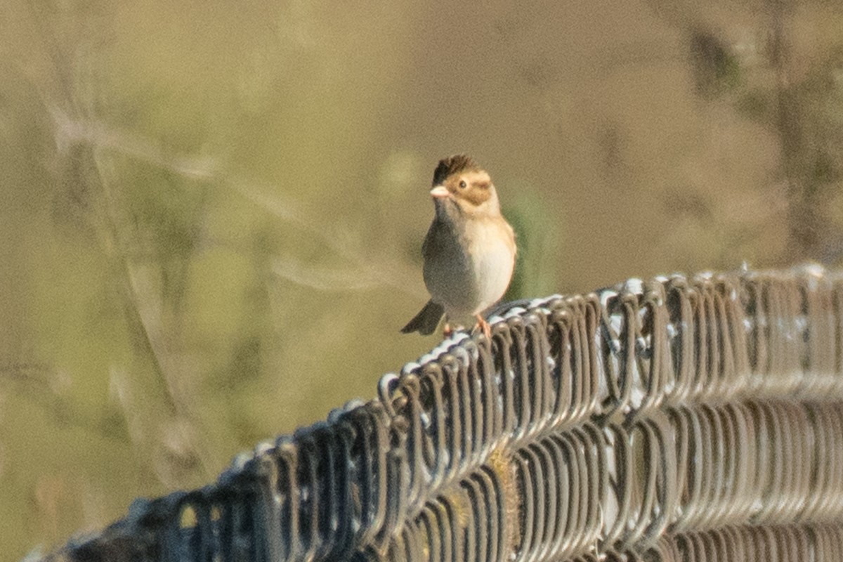 Clay-colored Sparrow - ML623157252