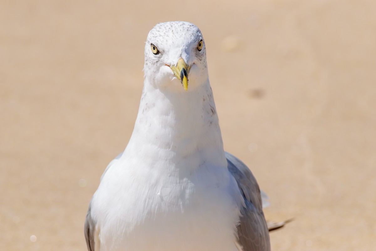 Ring-billed Gull - ML623157265