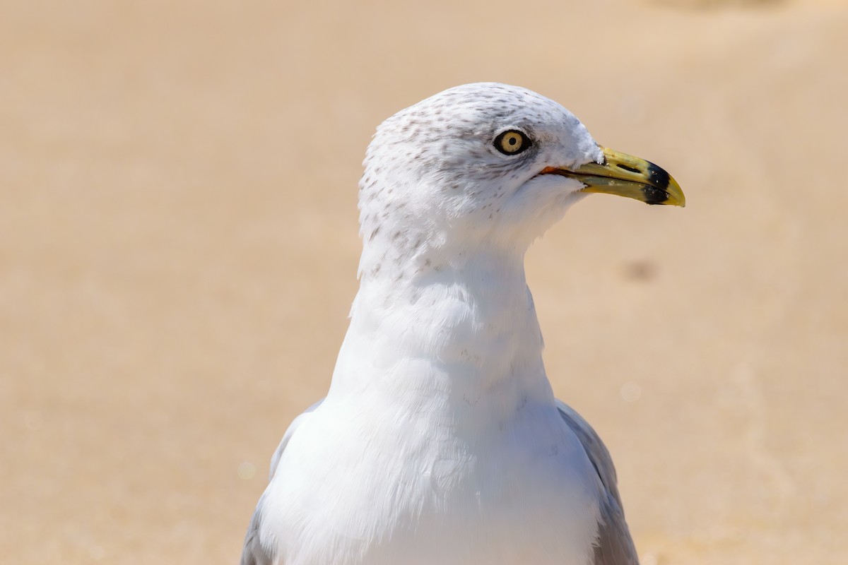 Ring-billed Gull - ML623157266